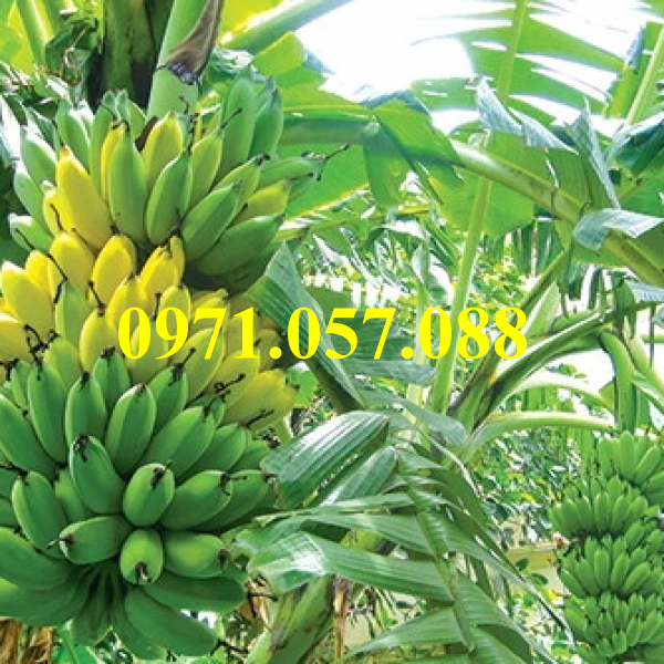 GIỐNG CÂY CHUỐI TÂY THÁI